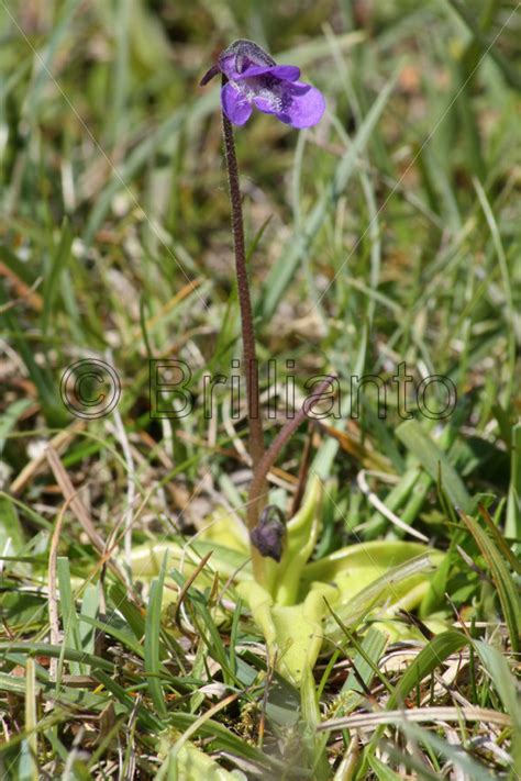 butterwort - Brillianto Images