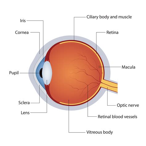 Structure of anatomy human eye. Detailed diagram of eyeball. Side view. Vector illustration ...