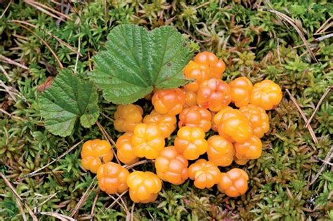 Cloudberry | Description, Edible Fruit, Arctic Regions, & Facts ...