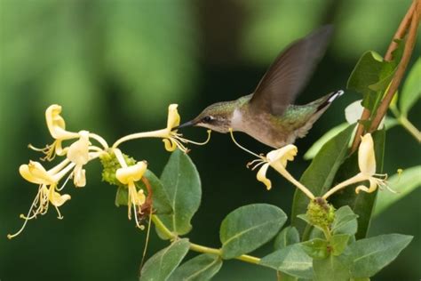 Plants that Attract Birds to Your Garden - MyGardenLife