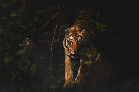 All About Night Tiger Safaris in India - Is it safe?