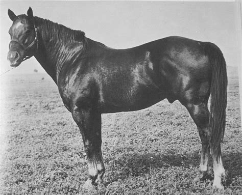 History of the American Quarter Horse Association - Page 3 of 3 - Western Horseman