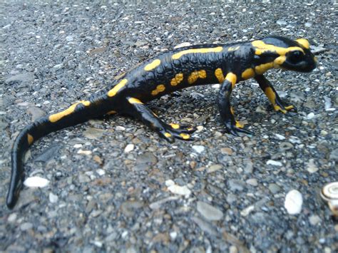 Baby salamander in my grandparents garden. : r/salamanders