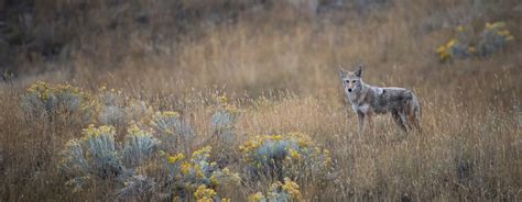 Coyote Hunting Gear Kit For Beginners - HuntStand