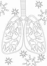 Respiratory Coloring Stock Illustrations – 180  sketch template