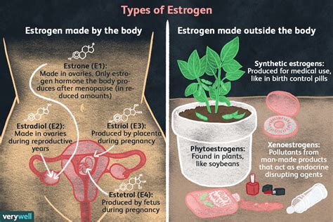 Estrogen Types and Their Connection to Breast Cancer