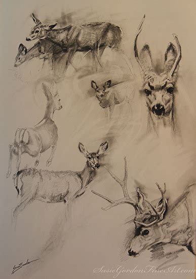 Susie Gordon - Work Detail: Mule Deer sketches