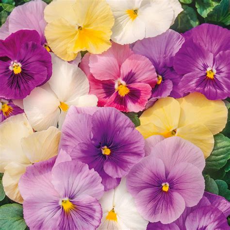 Pansy Seeds - Pastel Mix | Flower Seeds in Packets & Bulk | Eden Brothers