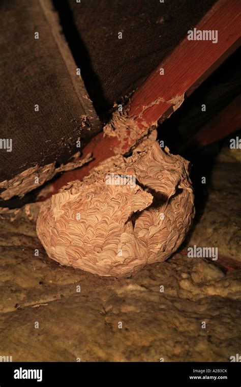 wasp nest loft attic home pest roof chewed wood texture brown shades ...