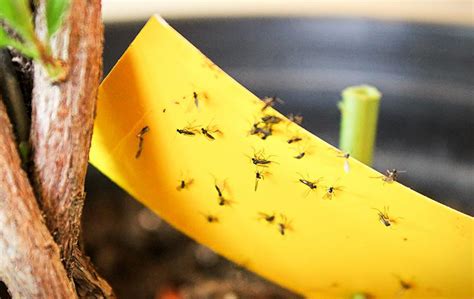 how to tell if you have fungus gnats - Christian Embry