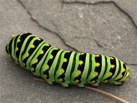 Green striped caterpillar - a photo on Flickriver