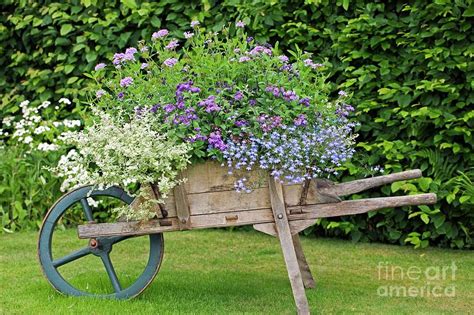 Wooden Wheelbarrow Planter Photograph by Dr Keith Wheeler/science Photo Library - Fine Art America