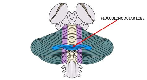 Flocculonodular lobe - definition — Neuroscientifically Challenged