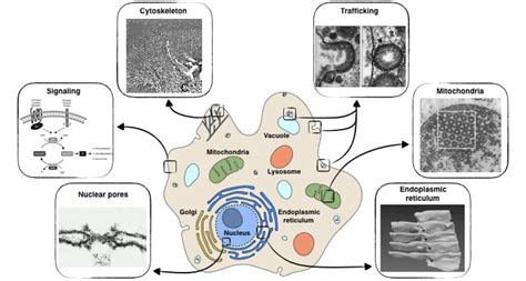 Systems Biology of Cellular Membranes: a Convergence with Biophysics - Advanced Science News