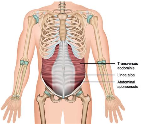 Muscles Of The Abdomen Poster Clinical Charts And Supplies | lupon.gov.ph