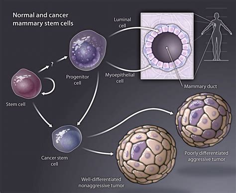 Function Follows Form: Defining Mammary Stem Cells | Science ...