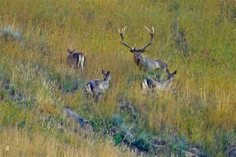 Shy, elusive, and critically endangered, the only population of the ...