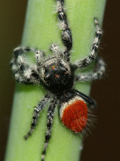 Jumping Spider - What's That Bug?