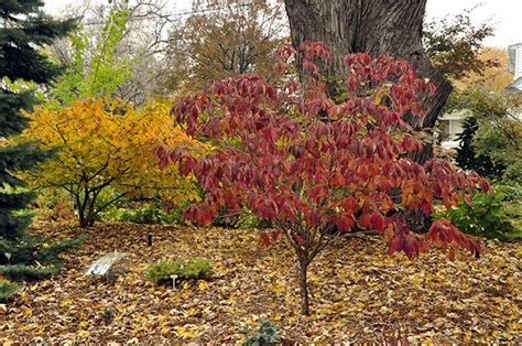 GardenAtoZ - Kousa dogwood - Garden A to Z