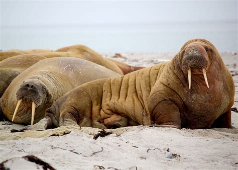 An In-Depth Guide to Walrus Habitat, Diet, and Adaptations - Journotalk