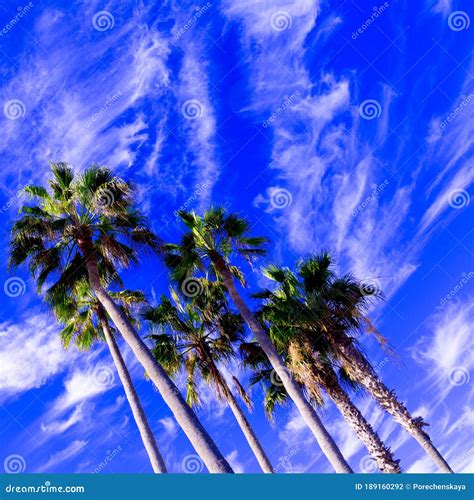 Palms in the Blue Sky. Minimal Tropic Art Stock Photo - Image of landscape, agency: 189160292