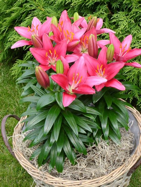 Lily Asiatic Lily Looks™ 'Tiny Pearl' in 2020 | Lily plants, Asiatic ...