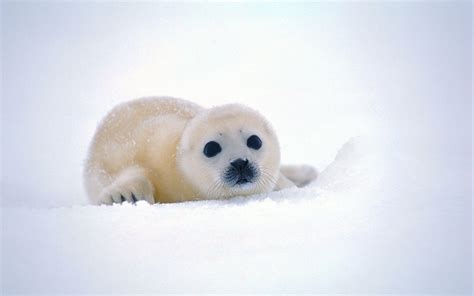 Baby Animal Seals Wallpapers - Wallpaper Cave