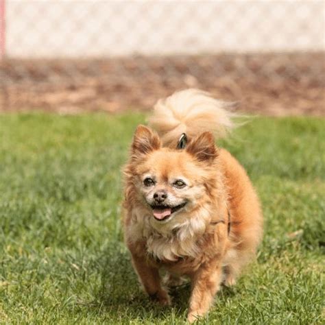 Pomchi : All About The Pomeranian-Chihuahua Mix Breed