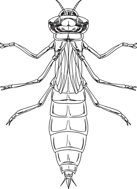 Dragonfly Nymph Educational Nature Dorsal Vector, Educational, Nature, Dorsal PNG and Vector ...