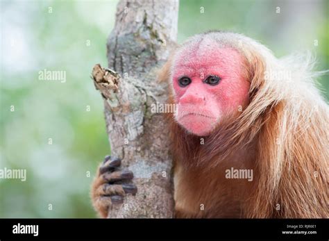 Uakari, red faced monkey in Brazil Stock Photo - Alamy