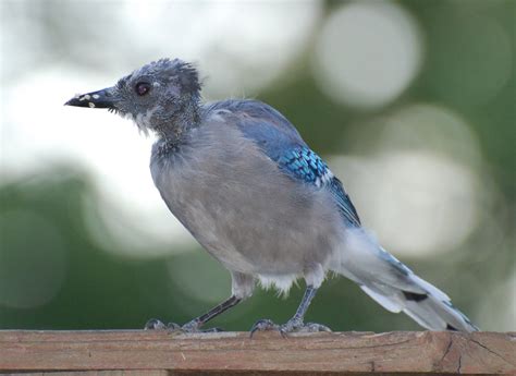 Birding In Northern VA.: Molting