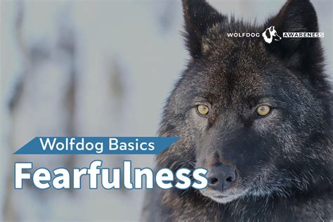 Fearfulness in Wolfdogs — Wolfdog Awareness