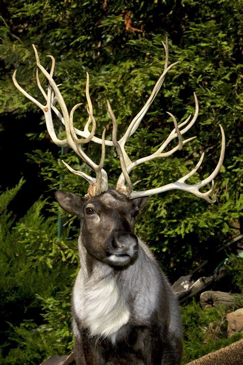 Male reindeer begin to grow antlers in February and females start in ...