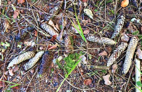 Forest soil texture background. The ground in a forest with pine cones, moss, grass, pine ...