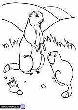 Gophers coloring pages  Free Printable sketch template