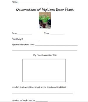 Lima Bean Experiment Observation Form by MC Creations | TpT