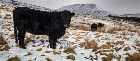 Welsh Black Cattle | Local Beef From Wales, United Kingdom | TasteAtlas