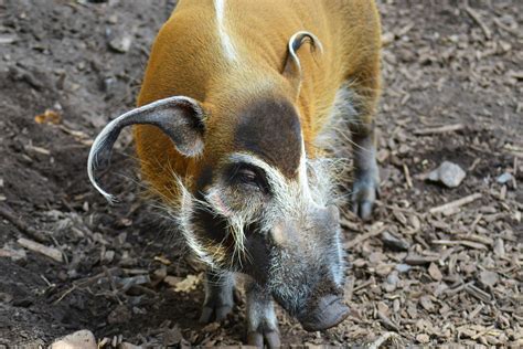 A Closer Look at Pig Teeth: Anatomy, Types, and Care - Piggyquestions.com