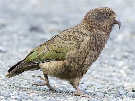 18 Kea Bird Facts - Facts.net