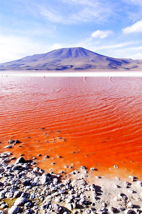 The Red Sea the most saline bodies of water in the world