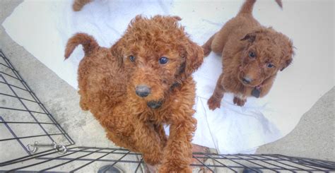 Goldendoodle Puppies Free Stock Photo - Public Domain Pictures