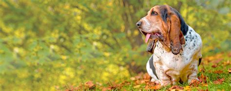 Basset Hound Dog Names | Popular Male and Female Names | Wag!