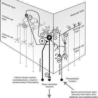 Information flow through the cerebellar cortex. B ; basket cell; G ,... | Download Scientific ...