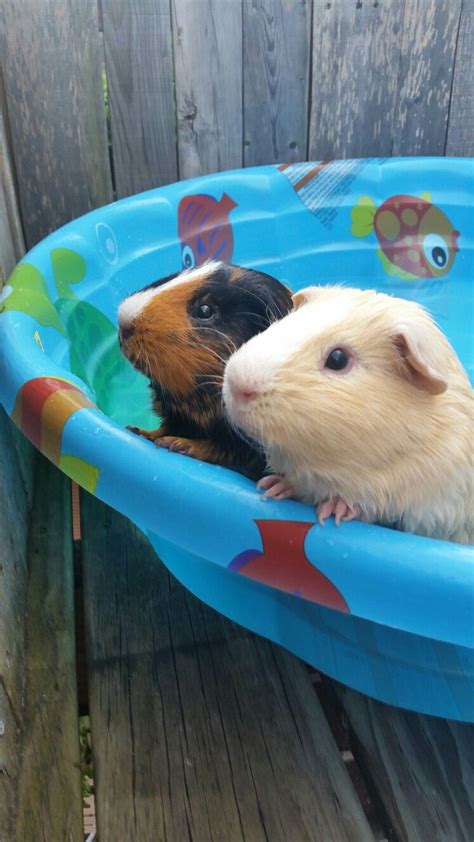 My guineas are models :) Poolside chillin♡ | Guinea pigs, Cute guinea ...