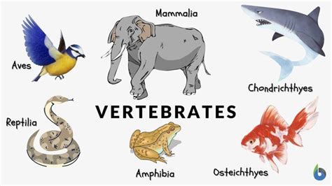 Kingdom Animalia Definition and Examples - Biology Online Dictionary