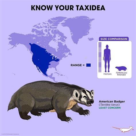 Know Your American Badger | Животные, Живность, Уроки биологии