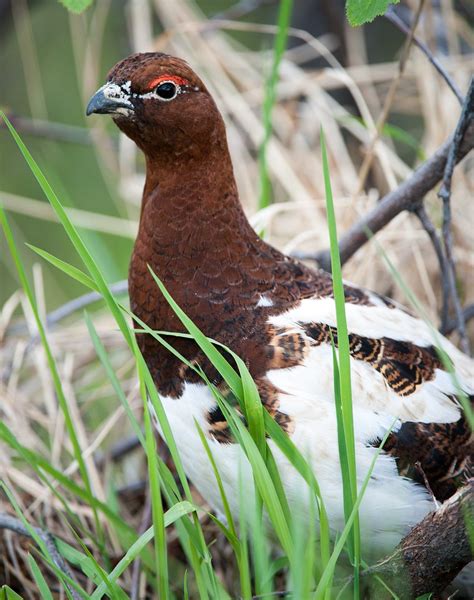 Willow Ptarmigan | Alaska’s state bird, the willow ptarmigan… | Flickr