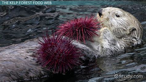 Kelp Forest | Facts, Food Web & Ecosystem - Lesson | Study.com