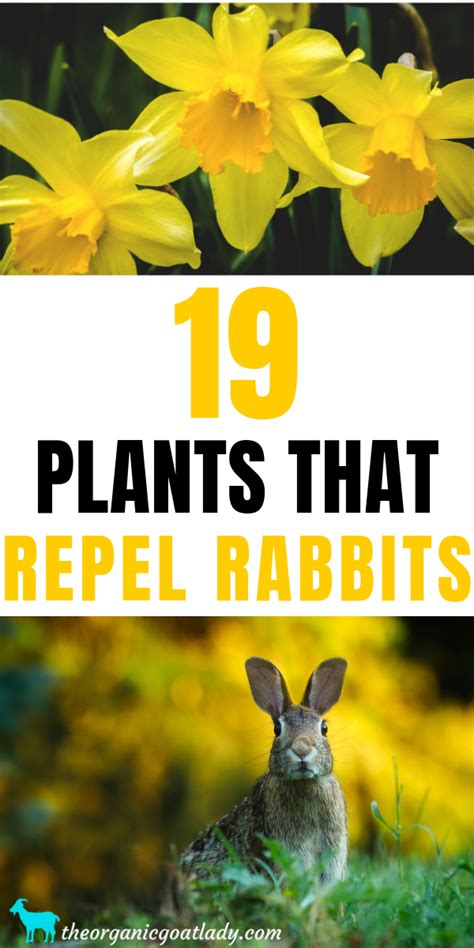 19 Plants That Repel Rabbits - The Organic Goat Lady