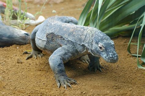 Komodo dragon blood could be key to life-saving antibiotic